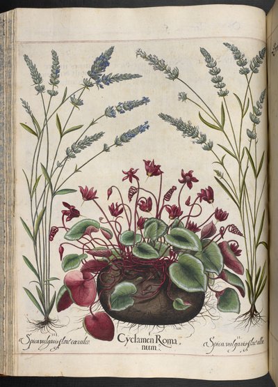 347. tábla: Cyclamen Romanum, Hortus Eystettensisből, Basilius Besler alkotó: Basilius Besler