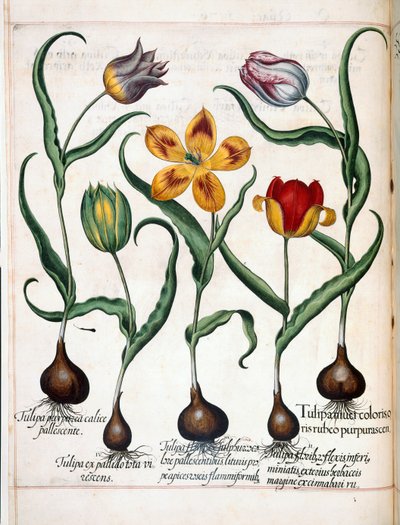 Tulipán, a "Hortus Eystettensis"-ből alkotó: Basilius Besler