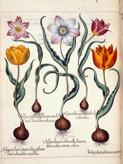Tulipánok, a "Hortus Eystettensis"-ből alkotó: Basilius Besler