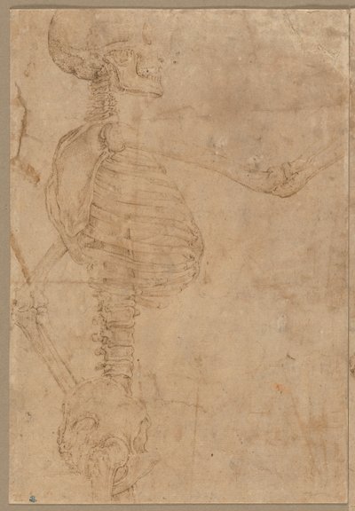 Félhosszú csontváz profilban, 1540-es évek eleje. alkotó: Battista Franco