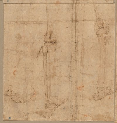 A csontváz alsó fele hátulról, 1540-es évek eleje. alkotó: Battista Franco