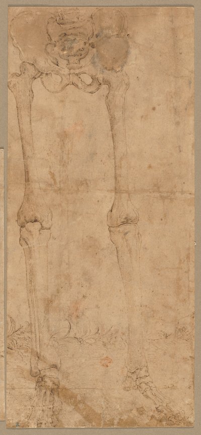 A csontváz alsó fele elölről, 1540-es évek eleje. alkotó: Battista Franco