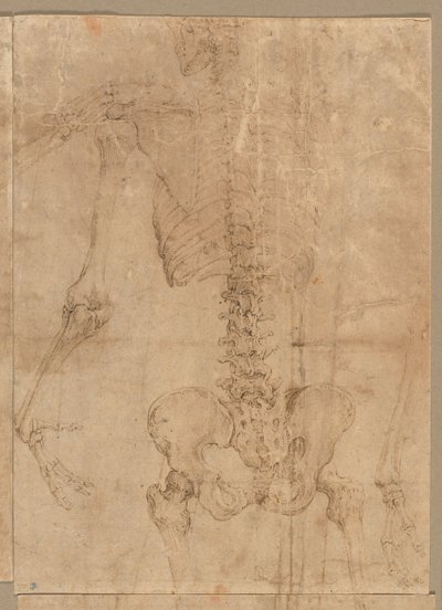 A csontváz felső fele hátulról, 1540-es évek eleje. alkotó: Battista Franco