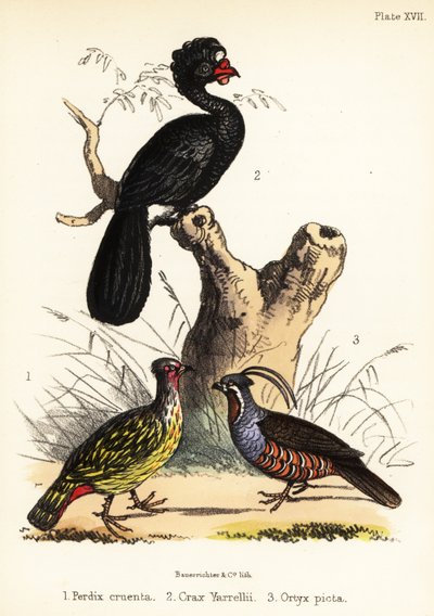 Vérfácán, fürtös kurassó és hegyi fürj. 1855 (kőnyomat) alkotó: Bauerrichter