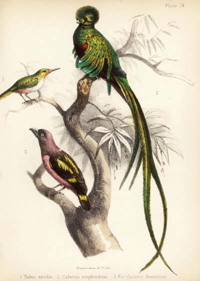 Jamaicai tody, respendens quetzal és sávos szélescsőrű. 1855 (kőnyomat) alkotó: Bauerrichter