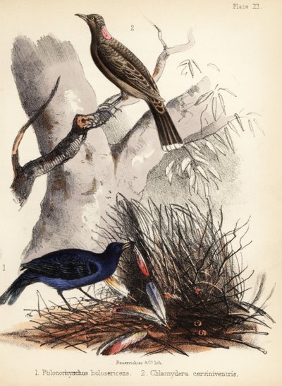 Szatén és őzmellű bowerbirds. 1855 (kőnyomat) alkotó: Bauerrichter