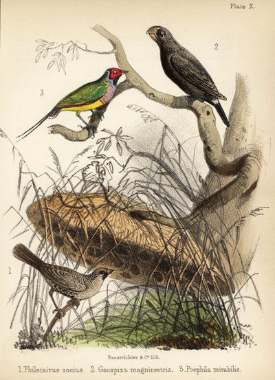 Társaságkedvelő takács, nagy pinty és Gouldi pinty. 1855 (kőnyomat) alkotó: Bauerrichter