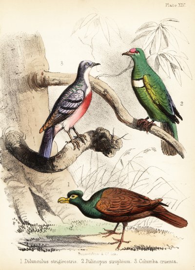 Fogascsőrű galamb, fehér kantáros gyümölcsgalamb és Luzon vérző 1855 (kőnyomat) alkotó: Bauerrichter