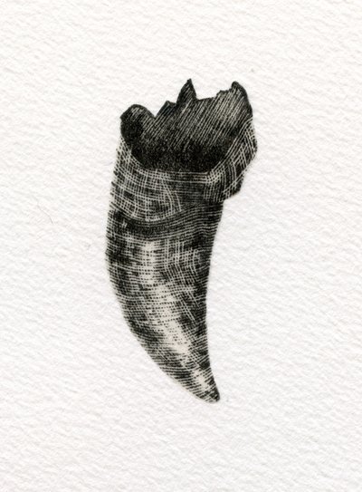 Macskafog, 2014, (fametszet papíron) alkotó: Bella Larsson