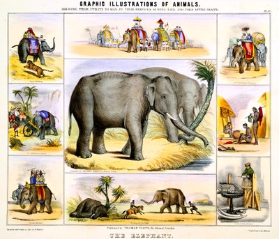 Az elefánt, c1850 alkotó: Benjamin Waterhouse Hawkins