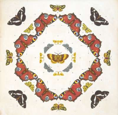 Részlet az 1. tábláról, az A Rare Depiction of Butterflies and Moths, pub. 1764 (kézzel színezett metszet) alkotó: Benjamin Wilkes