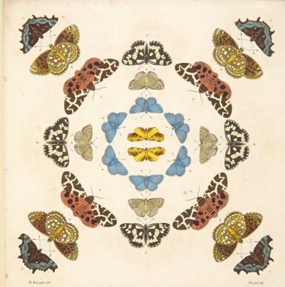 Részlet a III. tábláról, az A Rare Depiction of Butterflies and Moths, pub. 1764 (kézzel színezett metszet) alkotó: Benjamin Wilkes