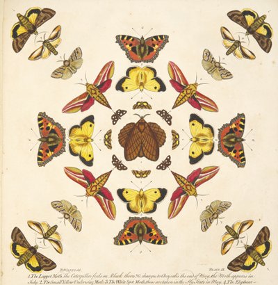 Részlet a IX. tábláról, az A Rare Depiction of Butterflies and Moths, pub. 1764 (kézzel színezett metszet) alkotó: Benjamin Wilkes
