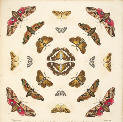 Részlet a VIII. tábláról, az A Rare Depiction of Butterflies and Moths, pub. 1764 (kézzel színezett metszet) alkotó: Benjamin Wilkes