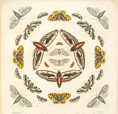 Részlet az V. tábláról, az A Rare Depiction of Butterflies and Moths, pub. 1764 (kézzel színezett metszet) alkotó: Benjamin Wilkes