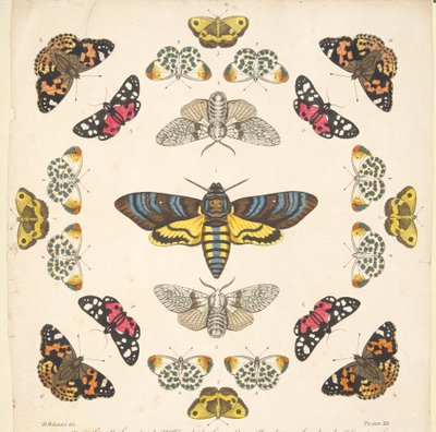 Részlet a XII. tábláról, az A Rare Depiction of Butterflies and Moths, pub. 1764 (kézzel színezett metszet) alkotó: Benjamin Wilkes