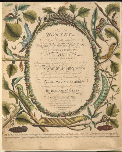 Frontispiece, A ritka pillangók és lepkék ábrázolásából, kocsma. 1764 (kézzel színezett metszet) alkotó: Benjamin Wilkes