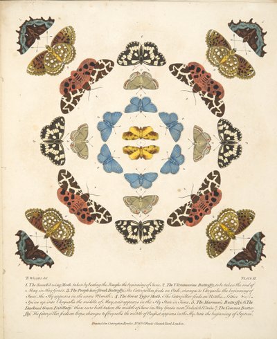 III. tábla, a Pillangók és lepkék ritka ábrázolásából, kocsma. 1764 (kézzel színezett metszet) alkotó: Benjamin Wilkes