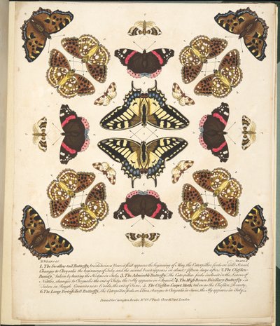 II. tábla, a Pillangók és lepkék ritka ábrázolásából, kocsma. 1764 (kézzel színezett metszet) alkotó: Benjamin Wilkes