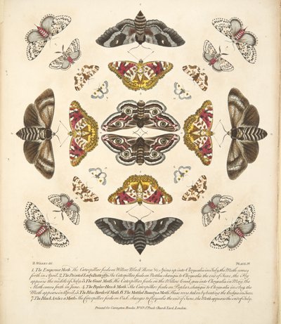 IV. tábla, a Pillangók és lepkék ritka ábrázolásából, kocsma. 1764 (kézzel színezett metszet) alkotó: Benjamin Wilkes