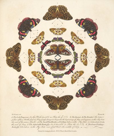 VII. tábla, a Pillangók és lepkék ritka ábrázolásából, kocsma. 1764 (kézzel színezett metszet) alkotó: Benjamin Wilkes