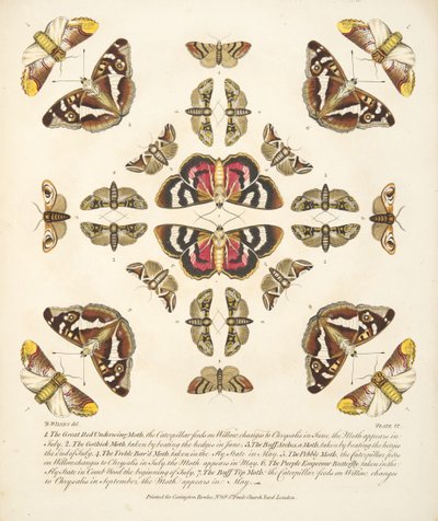 VI. tábla, a Pillangók és lepkék ritka ábrázolásából, kocsma. 1764 (kézzel színezett metszet) alkotó: Benjamin Wilkes