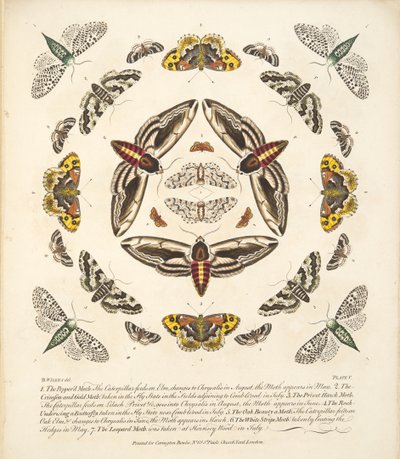 V. tábla, a Pillangók és lepkék ritka ábrázolásából, kocsma. 1764 (kézzel színezett metszet) alkotó: Benjamin Wilkes