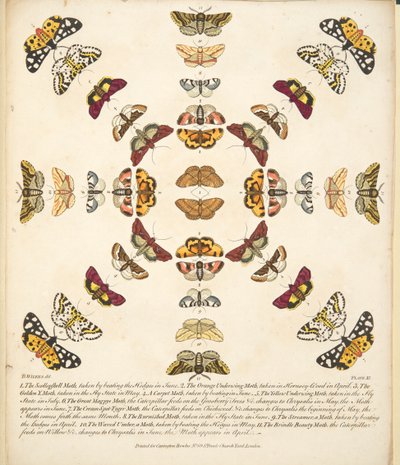 XI. tábla, a Pillangók és lepkék ritka ábrázolásából, kocsma. 1764 (kézzel színezett metszet) alkotó: Benjamin Wilkes