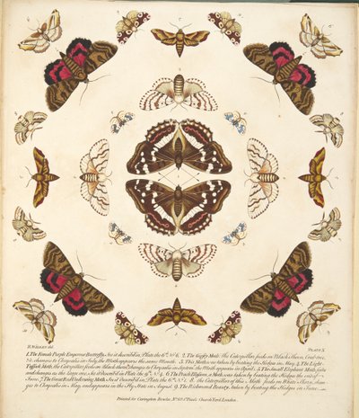 X. tábla, a Pillangók és lepkék ritka ábrázolásából, kocsma. 1764 (kézzel színezett metszet) alkotó: Benjamin Wilkes