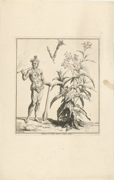 Dohánynövény és Amerika őslakója Nicotiana vagy Tabac dessine d