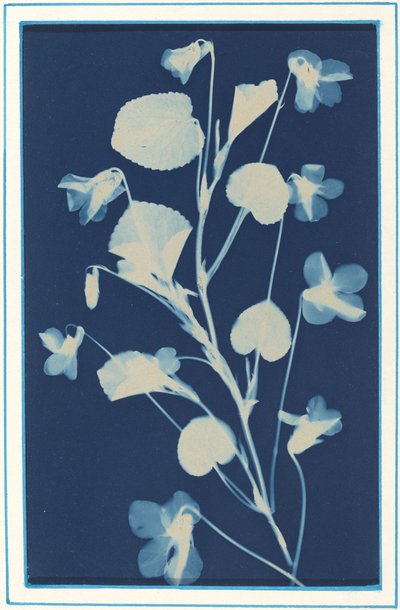 Cím nélkül, c. 1900. alkotó: Bertha Evelyn Jacques