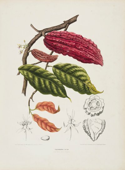 Theobroma, kakaófa, 1840-1890. alkotó: Berthe Hoola van Nooten