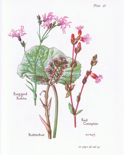 Butterbur, Ragged Robin, Red Campion, 1951 alkotó: Bessie D. Inglis