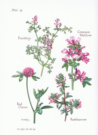 Közönséges mályva, Restharrow, Fumitory, vörös lóhere, 1951 alkotó: Bessie D. Inglis