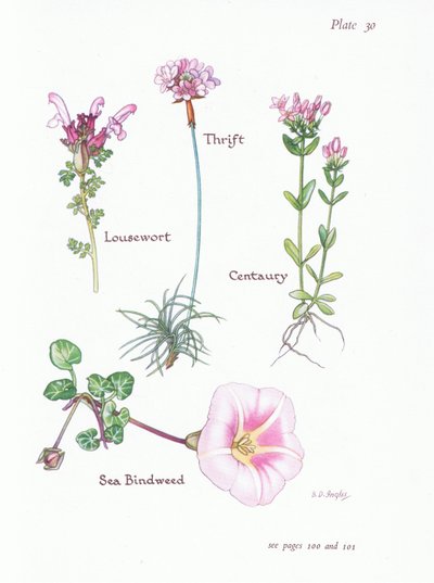 Tetű, Takarék vagy Sea Pink, Centaury, Sea Bindweed, 1951 alkotó: Bessie D. Inglis
