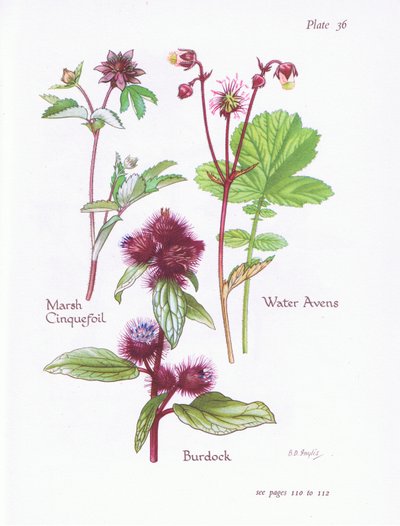 Marsh Cinquefoil, Bojtorján, Water Avens, 1951 alkotó: Bessie D. Inglis