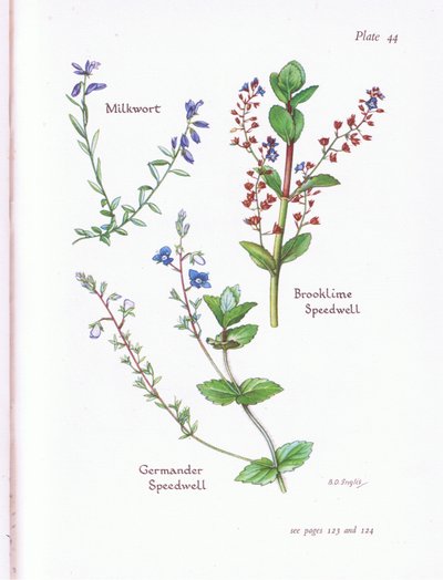 Milkwort, Brooklime, Speedwell, Germander Speedwell alkotó: Bessie D. Inglis