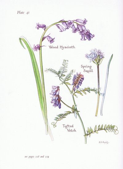 Tavaszi squill, erdei jácint, bojtos bükköny, 1951 alkotó: Bessie D. Inglis