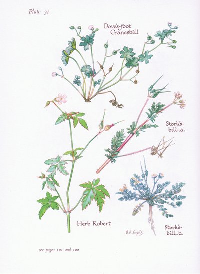 Storks Bill, Doves Foot, Cranesbill, Herb Robert, 1951 alkotó: Bessie D. Inglis