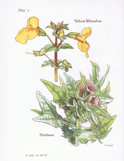 Yellow Mimulus, Henbane, 1951 alkotó: Bessie D. Inglis