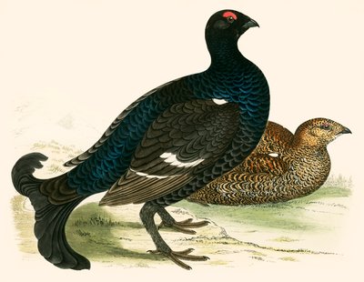 Fekete nyírfajd alkotó: Beverley R. Morris