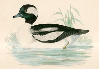 Bölényfejű kacsa alkotó: Beverley R. Morris
