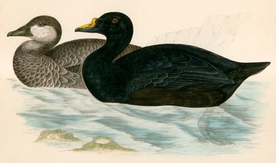 Közönséges Scoter alkotó: Beverley R. Morris