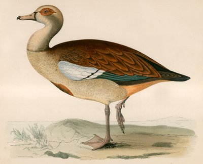 Egyiptomi liba alkotó: Beverley R. Morris
