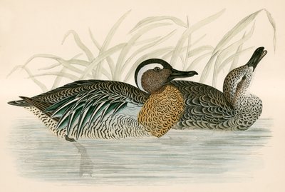 Garganey Teal alkotó: Beverley R. Morris