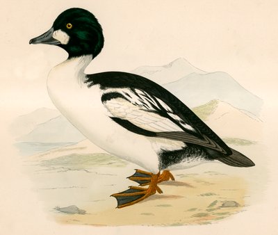 Aranyszem alkotó: Beverley R. Morris
