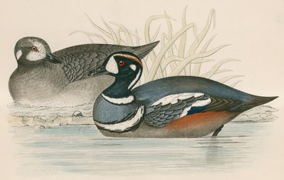 Harlekin kacsa alkotó: Beverley R. Morris
