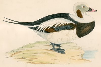Hosszú farkú kacsa alkotó: Beverley R. Morris
