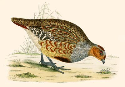 Partridge alkotó: Beverley R. Morris