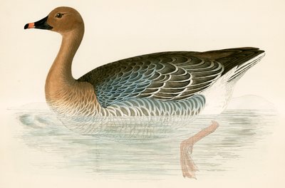 Rózsaszín lábú lúd alkotó: Beverley R. Morris
